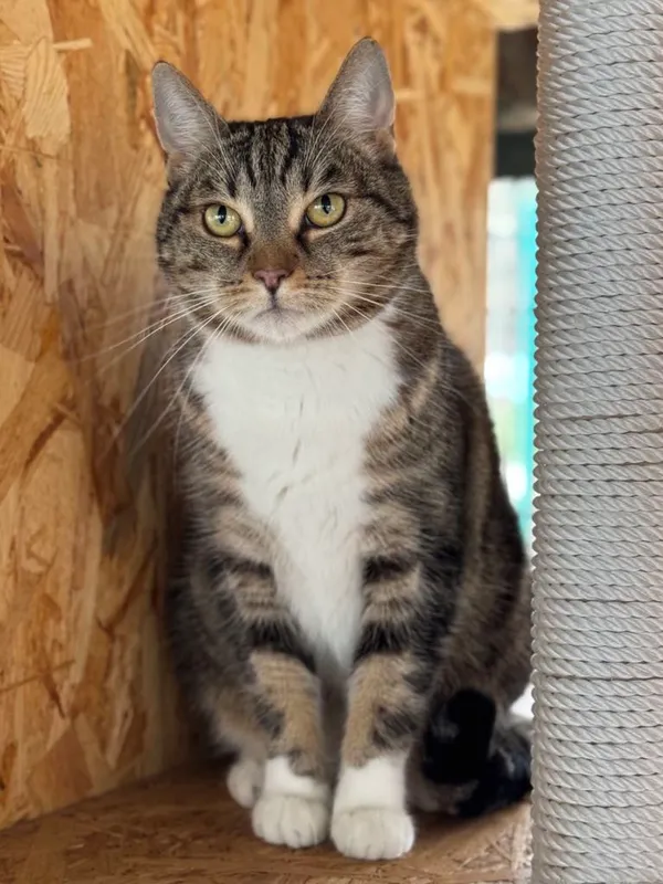 Kot do adopcji, Bydgoszcz, 4 kwietnia 2025 (3/4)