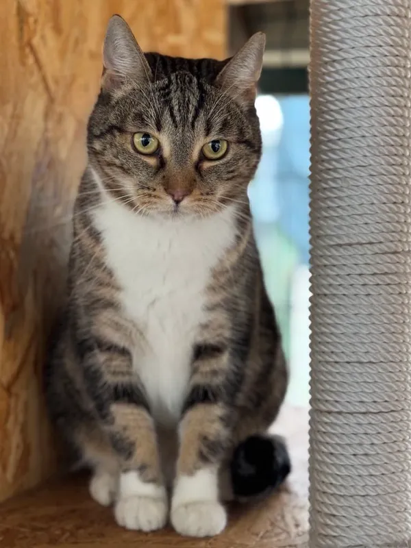 Kot do adopcji, Bydgoszcz, 4 kwietnia 2025 (4/4)