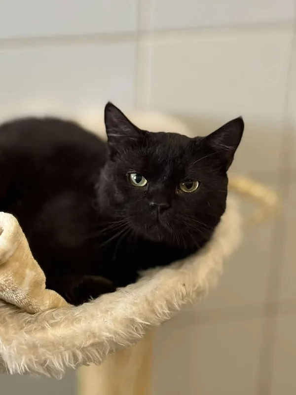 Znaleziono kota, Lublin, 4 kwietnia 2025