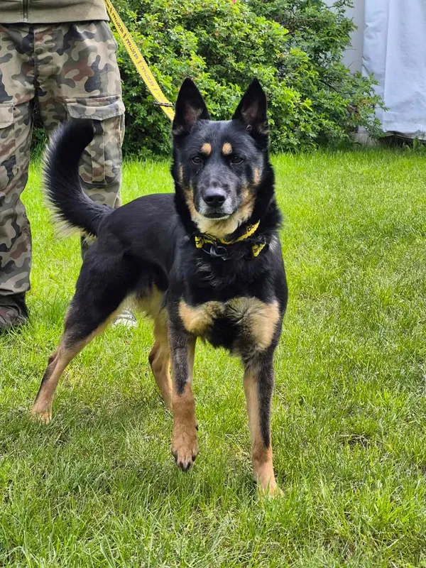 Znaleziono psa, Lublin, 3 kwietnia 2025