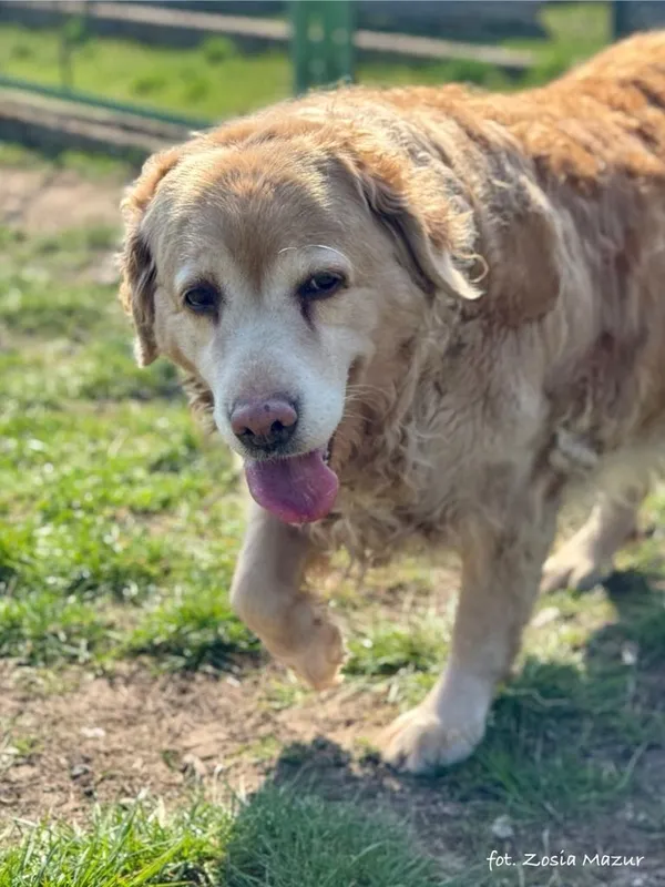 Pies do adopcji, Bydgoszcz, 4 kwietnia 2025 (1/5)