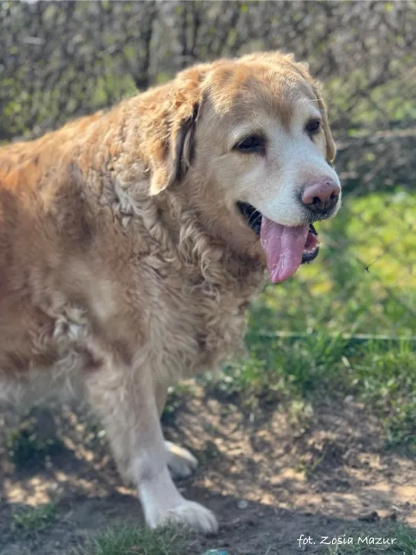 Pies do adopcji, Bydgoszcz, 4 kwietnia 2025 (3/5)