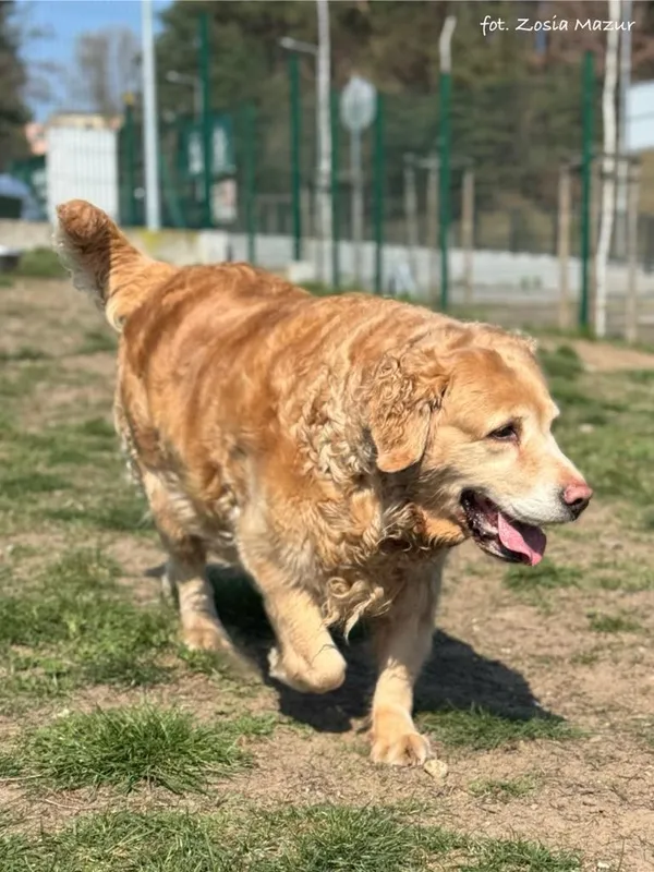 Pies do adopcji, Bydgoszcz, 4 kwietnia 2025 (5/5)