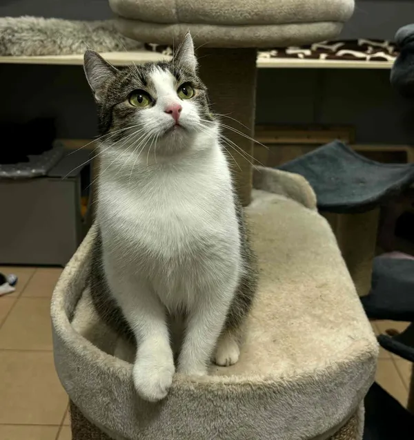 Kot do adopcji, Olsztyn, 25 listopada 2025 (2/4)