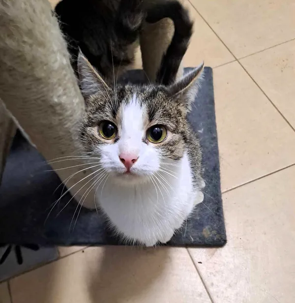 Kot do adopcji, Olsztyn, 25 listopada 2025 (3/4)