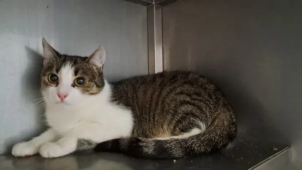 Kot do adopcji, Olsztyn, 25 listopada 2025 (4/4)