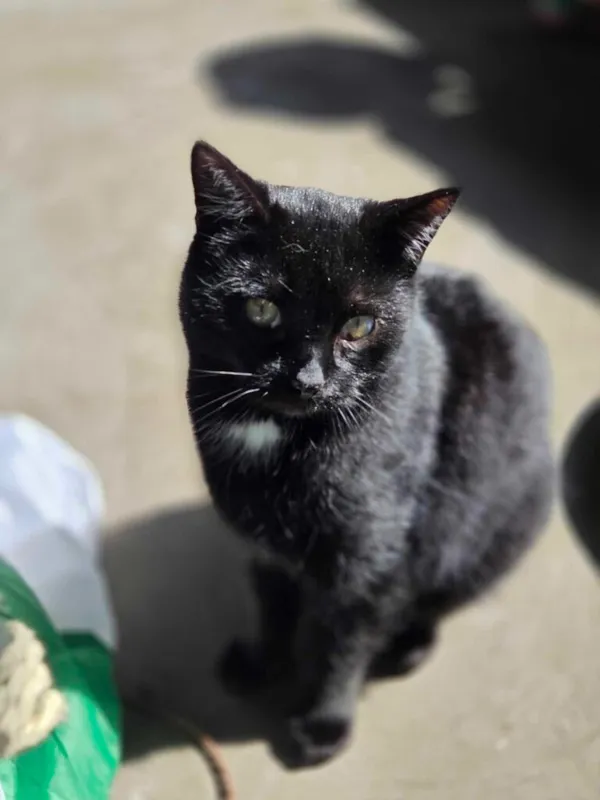 Kot do adopcji, Jelenia Góra, 22 listopada 2023 (1/4)