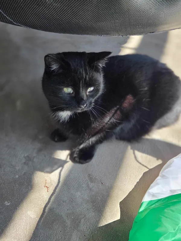 Kot do adopcji, Jelenia Góra, 22 listopada 2023 (3/4)