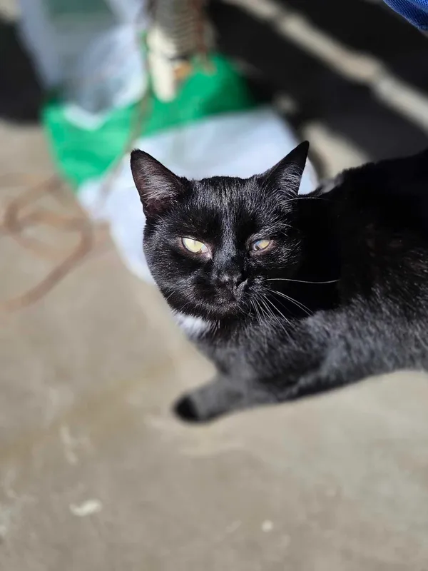 Kot do adopcji, Jelenia Góra, 22 listopada 2023 (4/4)