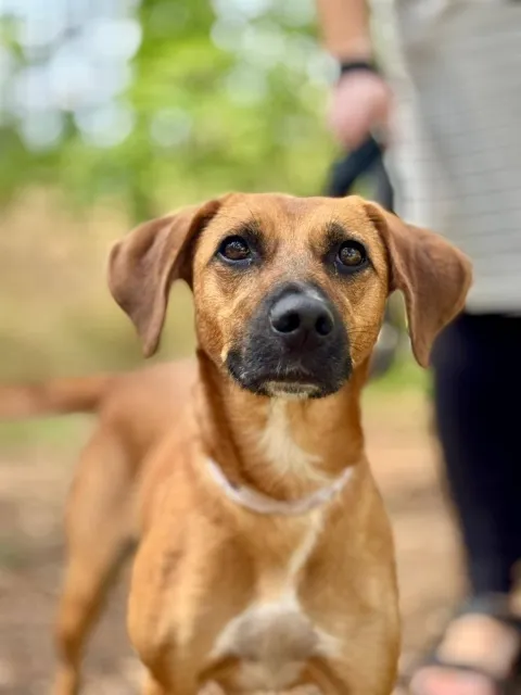 Pies do adopcji, Piła, 10 marca 2025 (1/5)