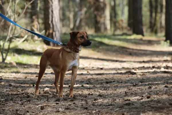 Pies do adopcji, Piła, 10 marca 2025 (5/5)