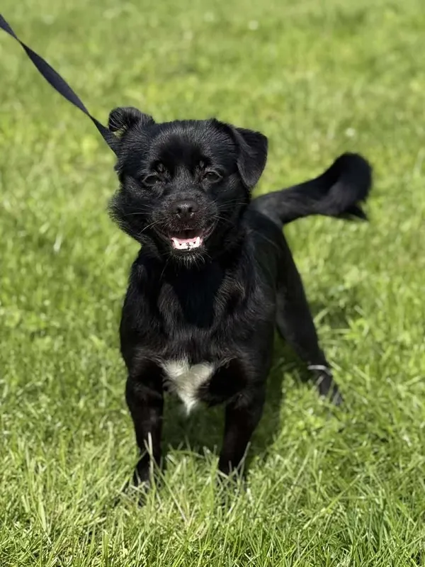 Znaleziono psa, Lublin, 3 kwietnia 2025