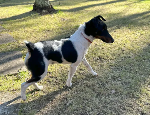 Znaleziono psa, Popowo-Letnisko, 6 kwietnia 2025 (1/2)