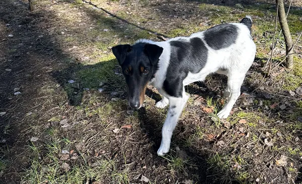 Znaleziono psa, Popowo-Letnisko, 6 kwietnia 2025 (2/2)