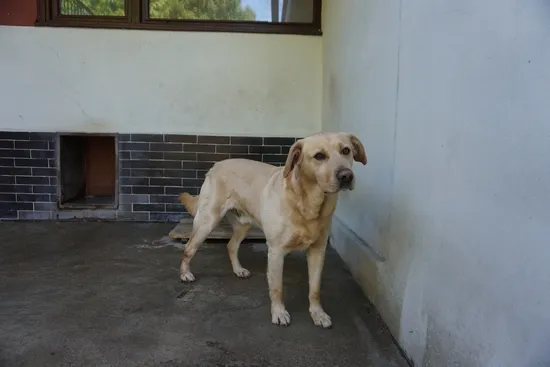 Pies do adopcji, Kraków, 20 lutego 2025 (1/2)