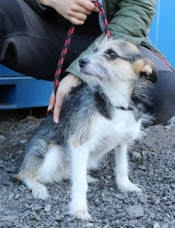 Znaleziono psa, Łódź, 5 kwietnia 2025 (1/5)