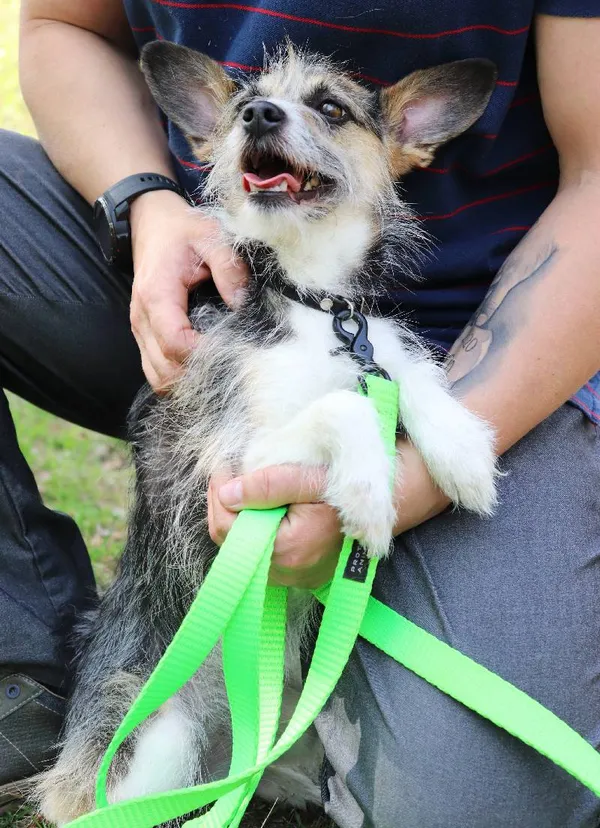 Znaleziono psa, Łódź, 5 kwietnia 2025 (5/5)