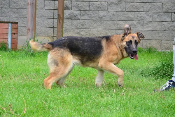 Znaleziono psa, Lublin, 6 kwietnia 2025