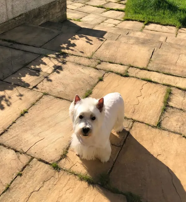 Zaginął pies, Charzykowy, 7 kwietnia 2025 (1/3)