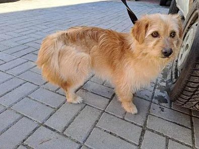 Pies do adopcji, Oborniki, 15 marca 2025 (1/5)