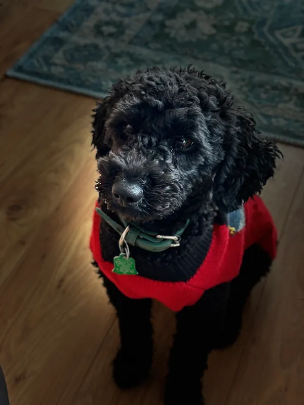 Zaginął pies, Oracze, 7 kwietnia 2025