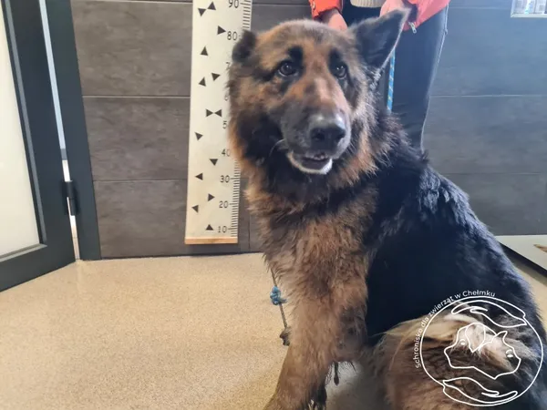 Pies do adopcji, Chełmek, 25 lutego 2025