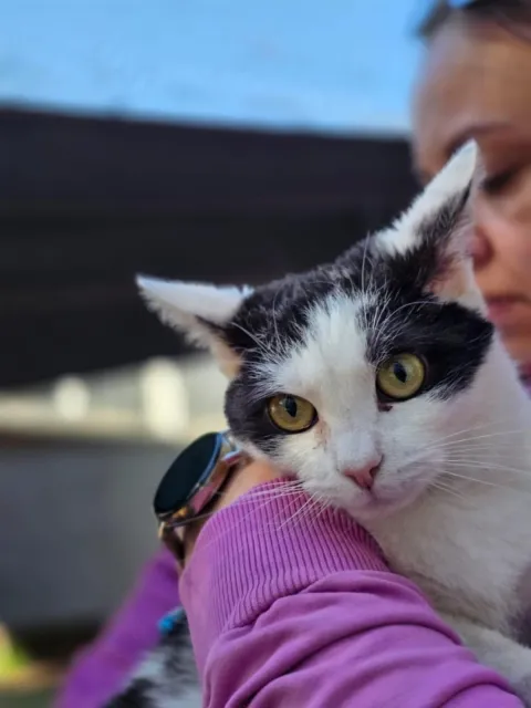 Kot do adopcji, Piła, 26 czerwca 2024 (2/2)