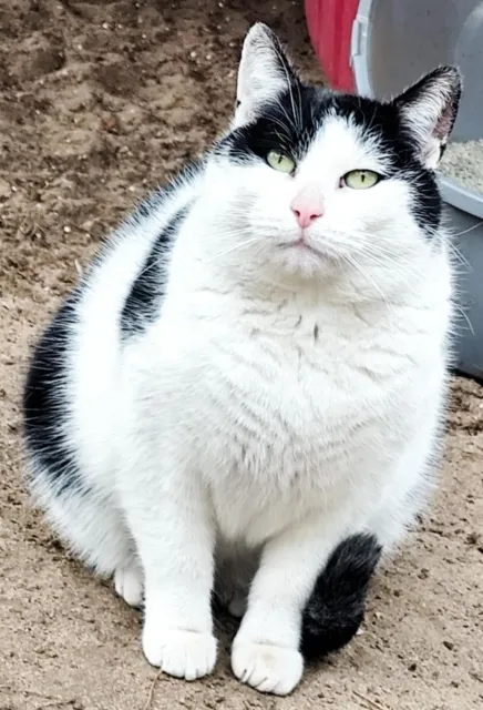 Kot do adopcji, Piła, 7 maja 2024