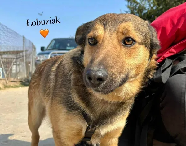 Pies do adopcji, Przyborówko, 26 maja 2025 (1/4)