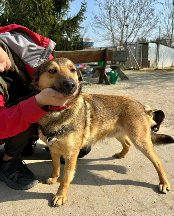 Pies do adopcji, Przyborówko, 26 maja 2025 (2/4)