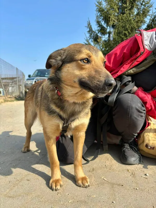 Pies do adopcji, Przyborówko, 26 maja 2025 (3/4)