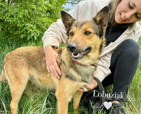 Pies do adopcji, Przyborówko, 26 maja 2025 (4/4)