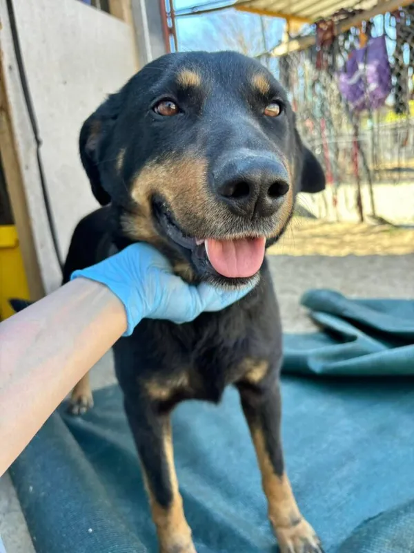 Pies do adopcji, Przyborówko, 24 czerwca 2025 (2/5)