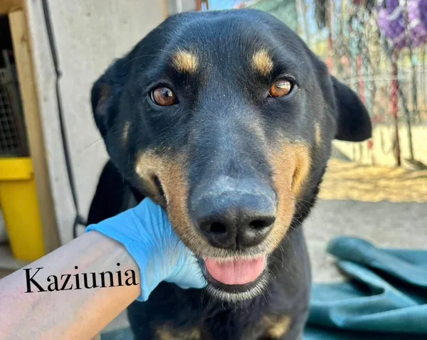 Pies do adopcji, Przyborówko, 24 czerwca 2025 (3/5)