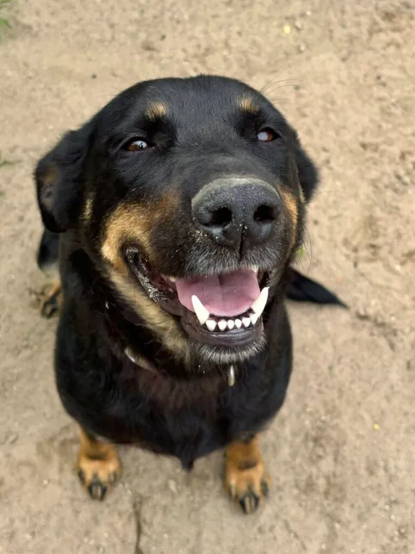 Pies do adopcji, Przyborówko, 24 czerwca 2025 (4/5)