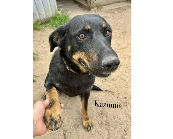 Pies do adopcji, Przyborówko, 24 czerwca 2025 (5/5)