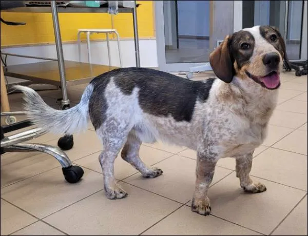 Znaleziono psa, Grudziądz, 7 kwietnia 2025