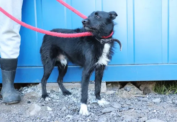 Znaleziono psa, Łódź, 6 kwietnia 2025 (1/5)