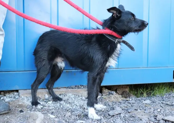 Znaleziono psa, Łódź, 6 kwietnia 2025 (2/5)