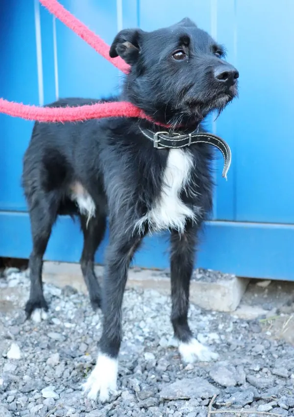 Znaleziono psa, Łódź, 6 kwietnia 2025 (3/5)