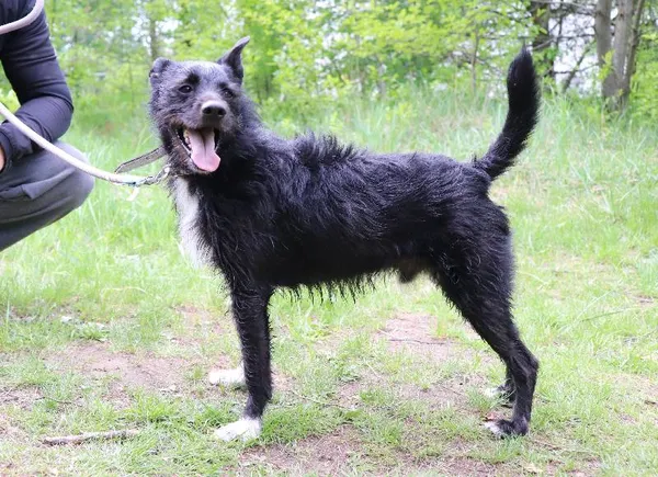 Znaleziono psa, Łódź, 6 kwietnia 2025 (5/5)