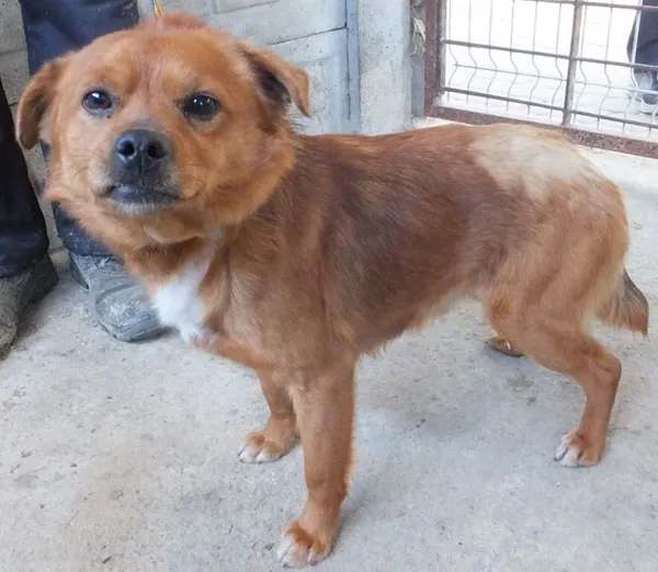 Znaleziono psa, Nowa Krępa, 1 kwietnia 2025