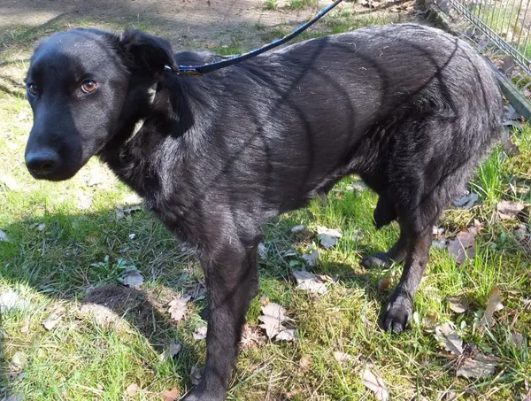 Znaleziono psa, Nowa Krępa, 28 marca 2025