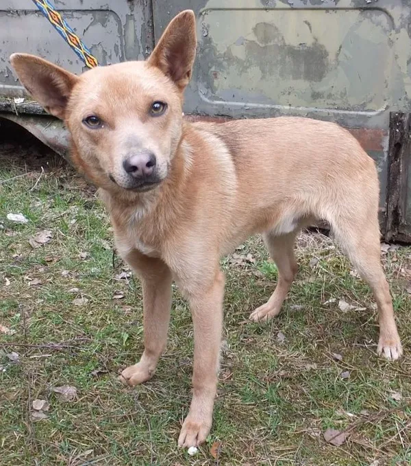 Znaleziono psa, Nowa Krępa, 21 marca 2025