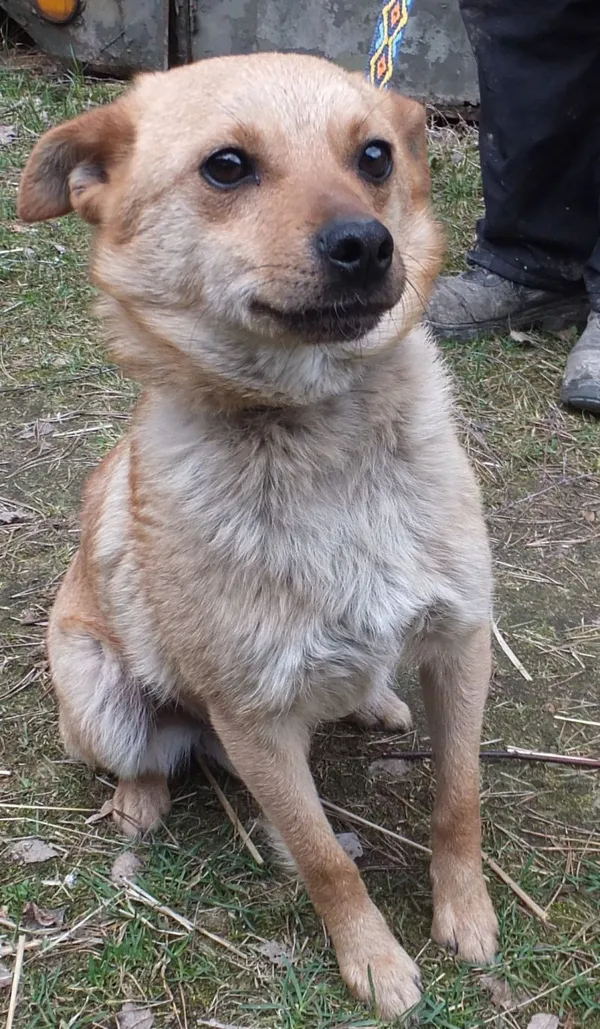 Znaleziono psa, Nowa Krępa, 21 marca 2025