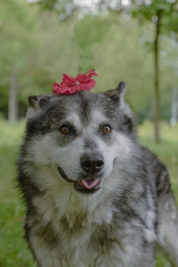 Pies do adopcji, Radom, 2 sierpnia 2025 (1/5)