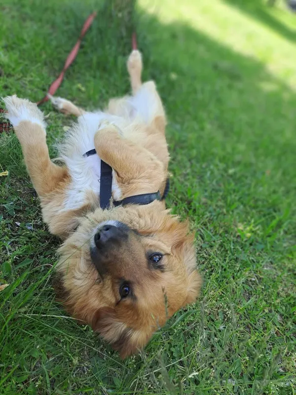 Pies do adopcji, Radom, 15 października 2025 (5/5)