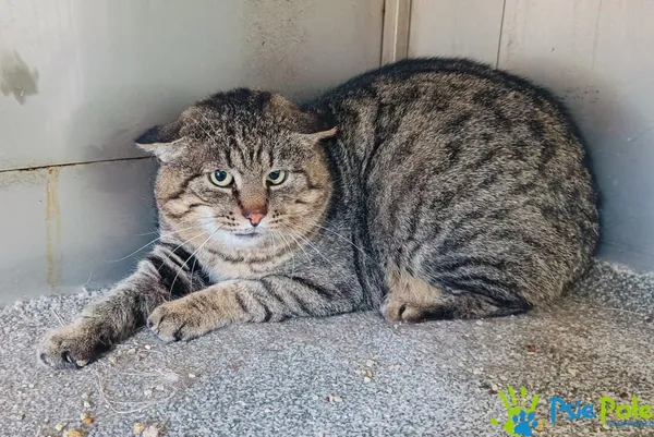 Kot do adopcji, Racławice, 5 stycznia 2025 (2/5)