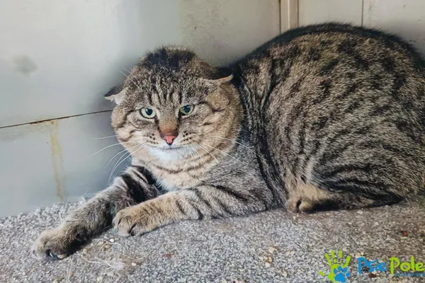 Kot do adopcji, Racławice, 5 stycznia 2025 (5/5)