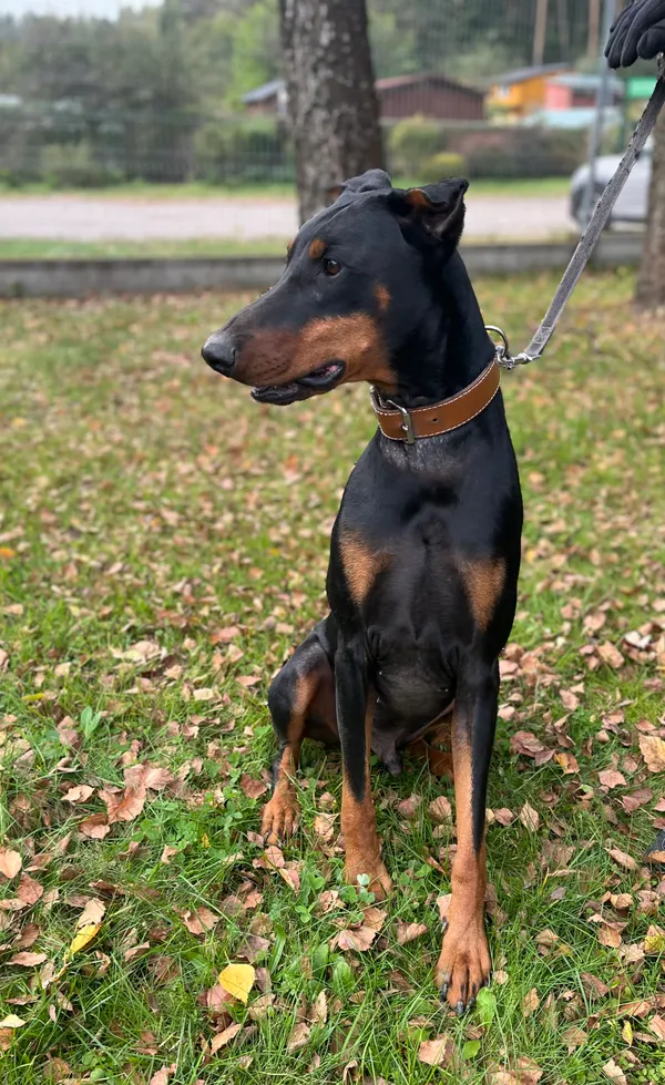 Pies do adopcji, Olsztyn, 4 kwietnia 2025 (2/5)